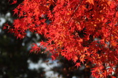 紅葉