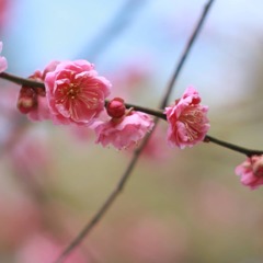 尾山神社 紅梅