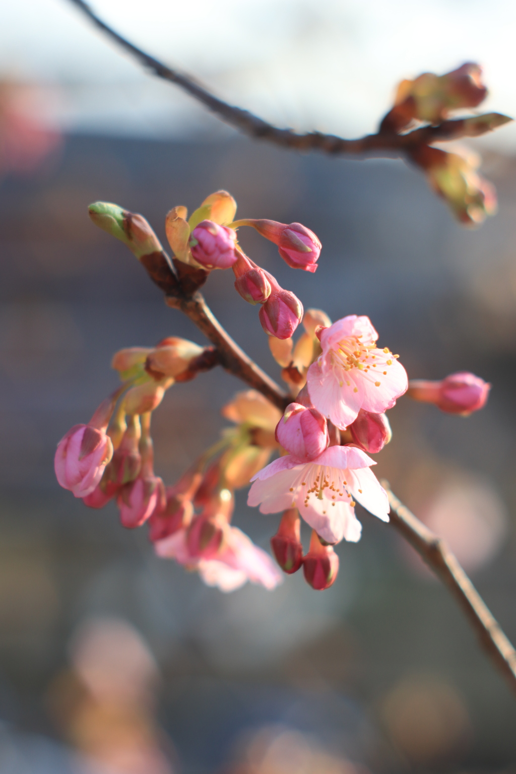 蕾ふくらむ