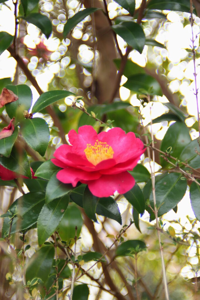 庭の山茶花
