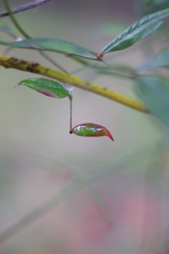 雫