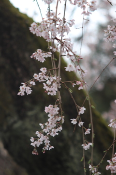 枝下桜