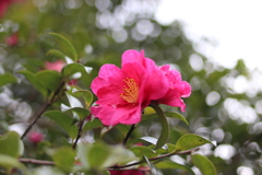 椿