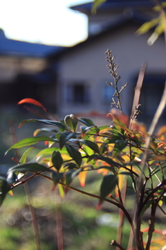 紅一点