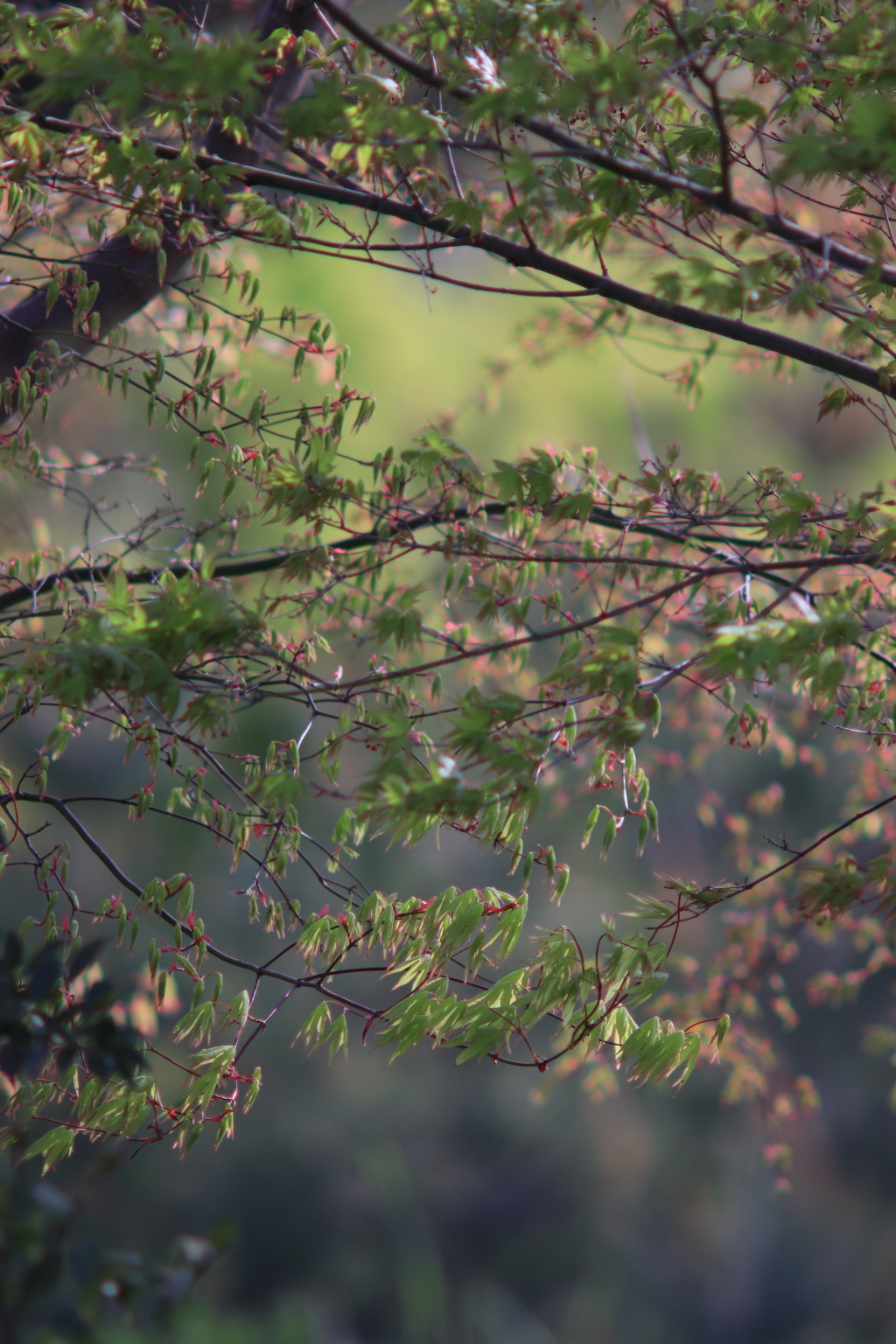 桜葉の新芽