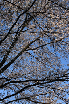 青空に