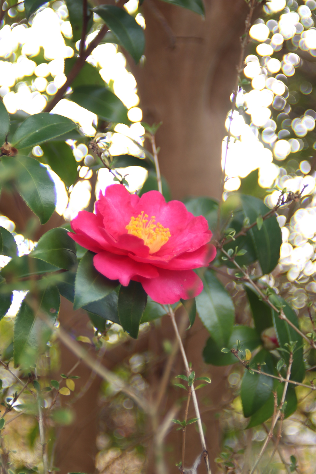 山茶花