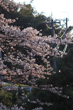 夕日の染まる