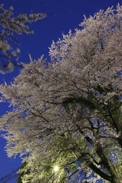 古木の夜桜