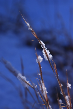 雪華