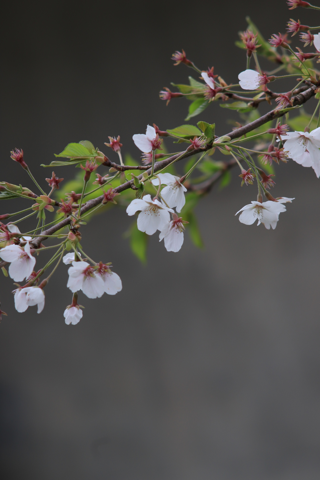 葉桜