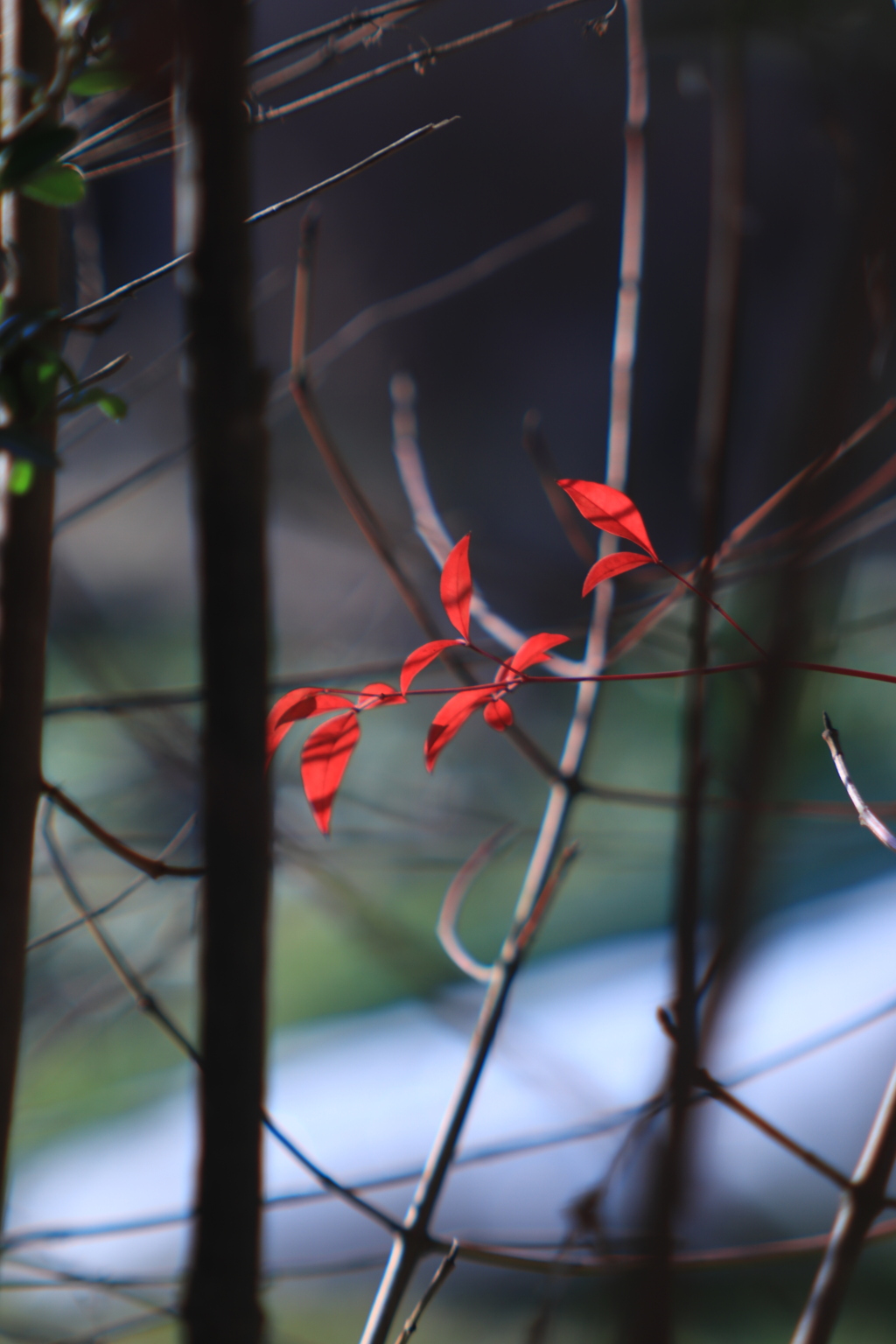 紅に光る
