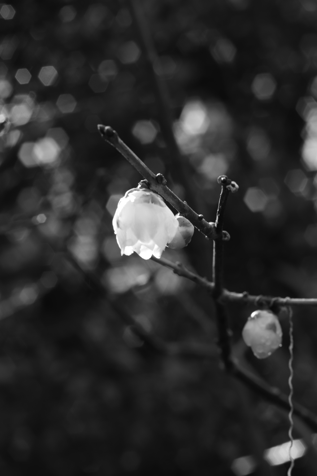 朝露の蝋梅