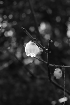 朝露の蝋梅