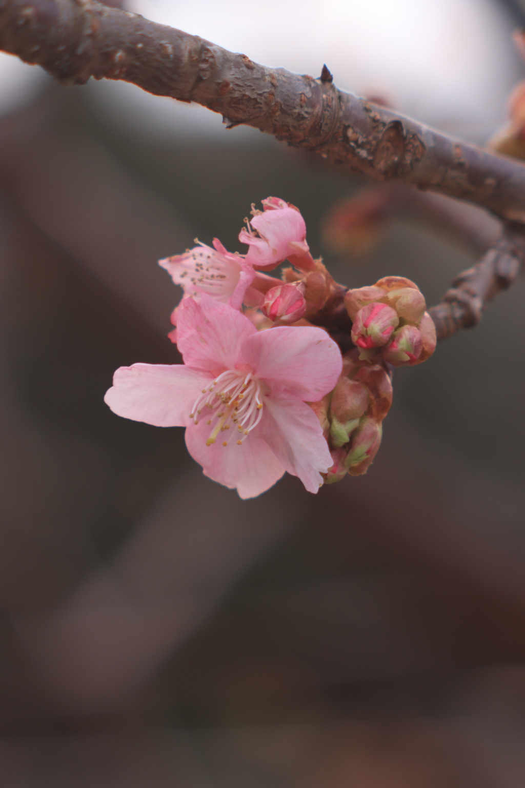 桃色桜
