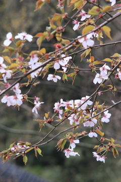 山桜