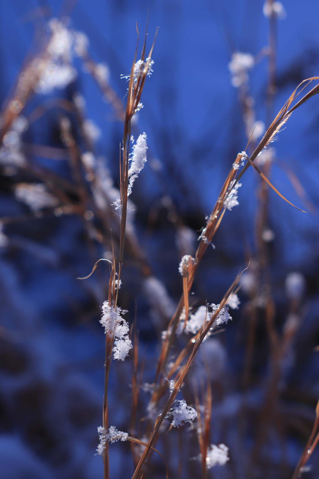 ❄️結晶咲く