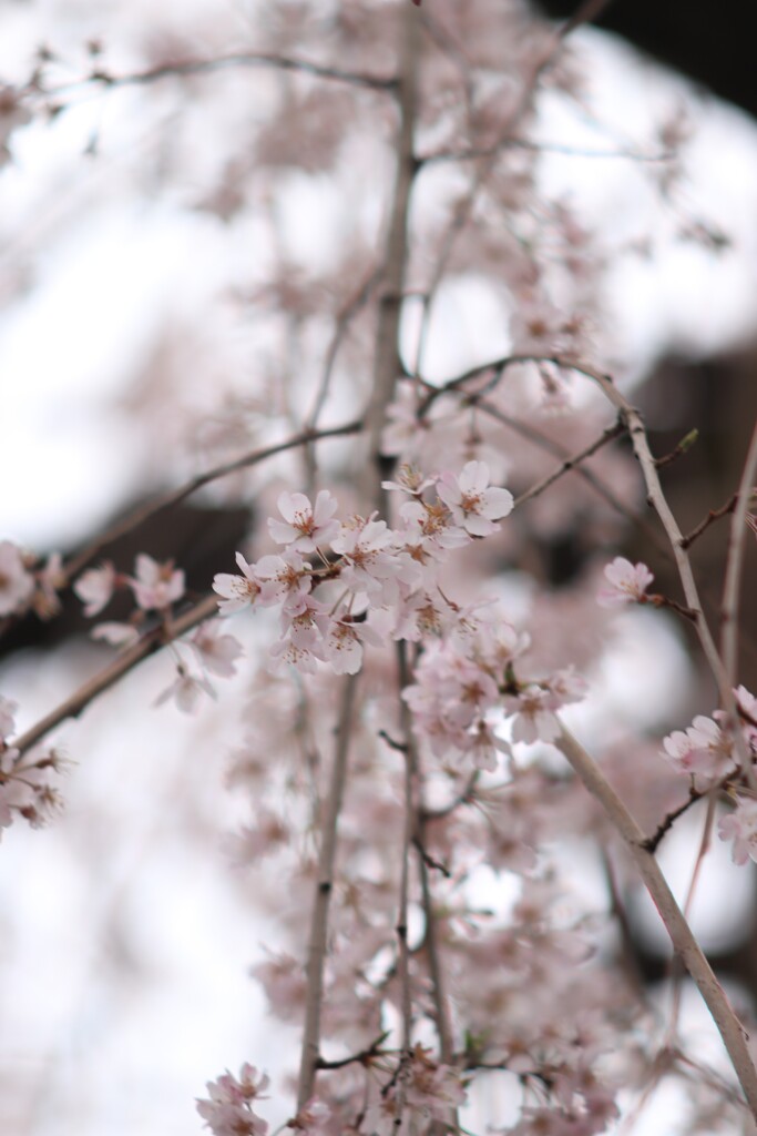 枝下桜③