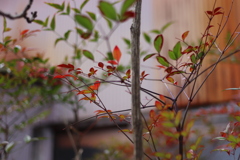 庭先