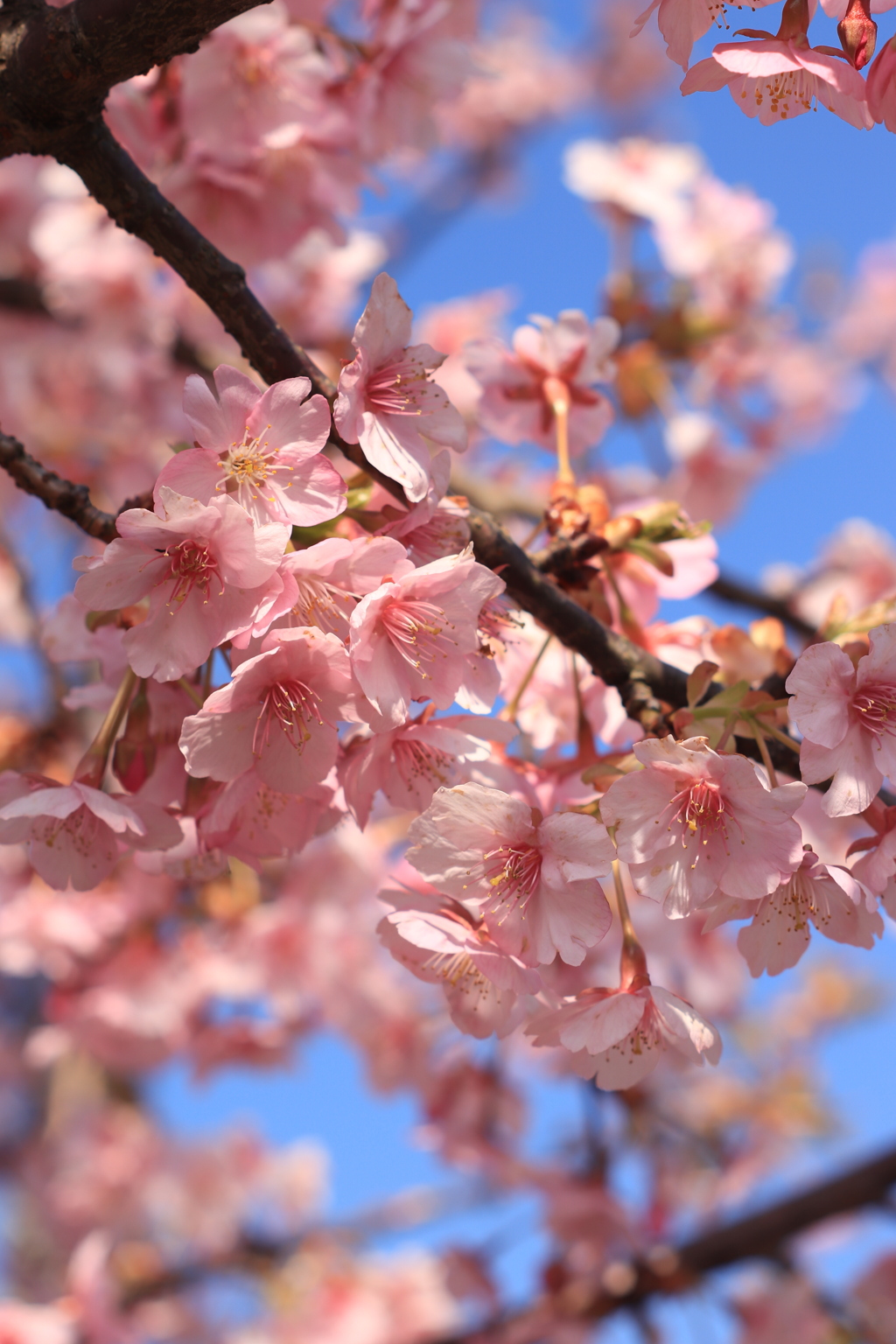 河津桜
