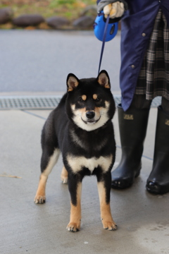 黒柴犬