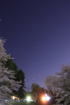 オリオン座と夜桜