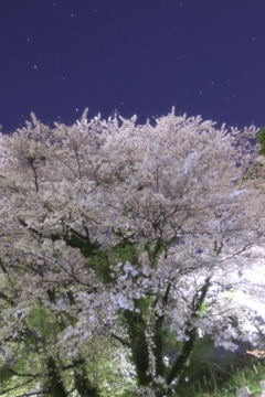 宵桜