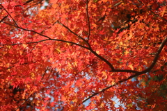 紅と山吹色