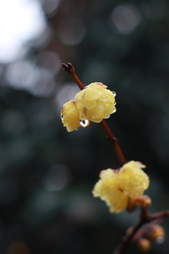 雨に濡れて咲く