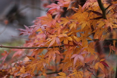 雨に濡れた紅葉