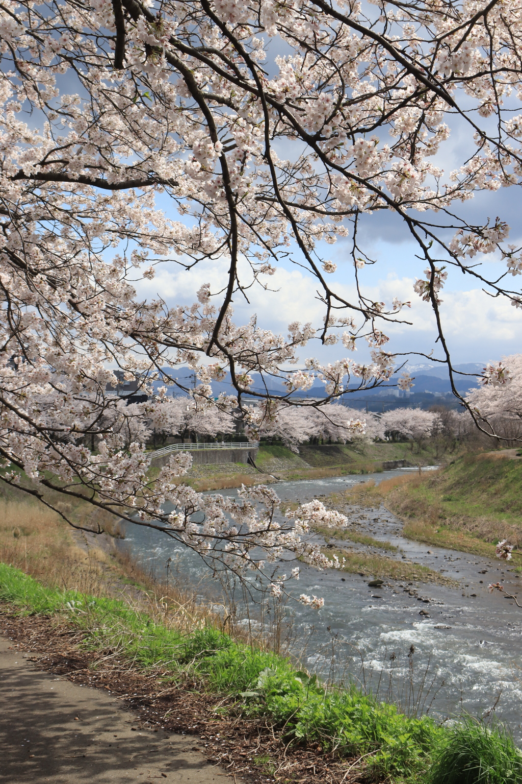 川沿いも満開に