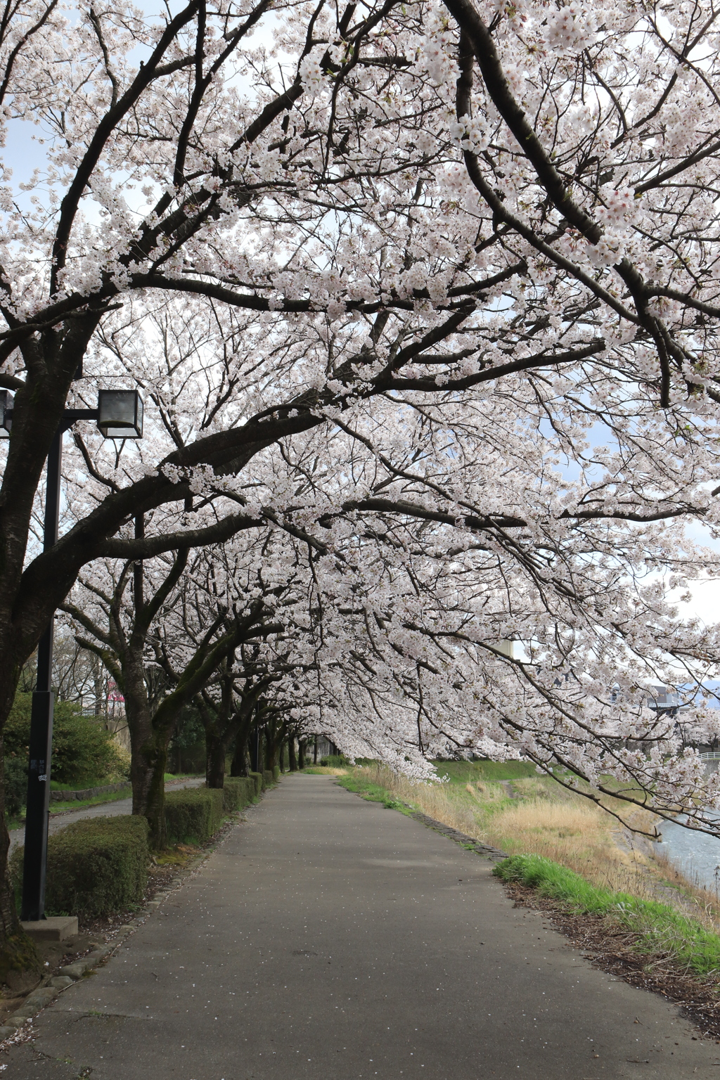 桜並木