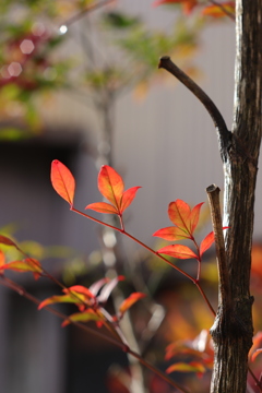 ASAHI PENTAX SMC TAKUMAR 1:1.8/55mm