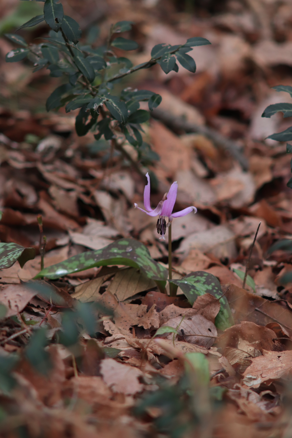 カタクリの花開く