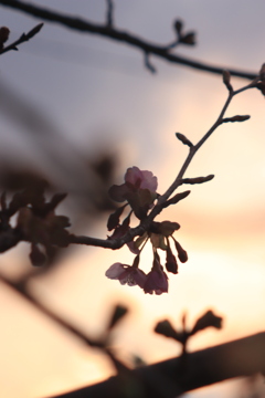 夕暮れの桜