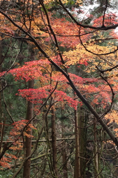 里山の紅葉