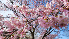 河津桜