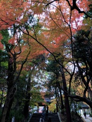 頭上の紅葉