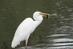 ダイサギ捕食