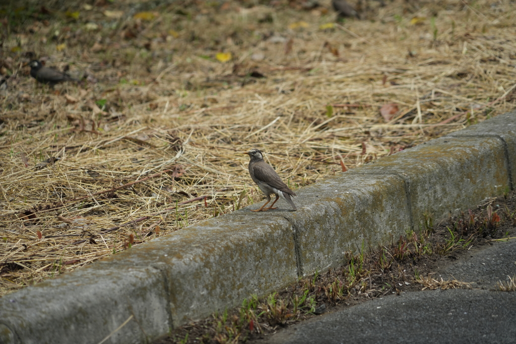 向く鳥　ムクドリ　　