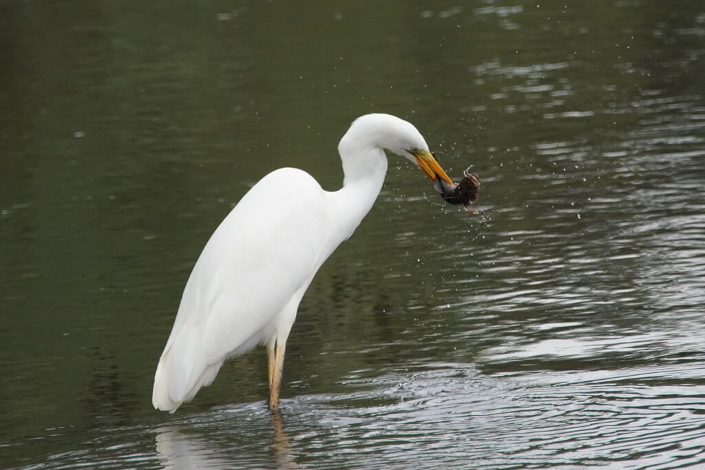 ダイサギ　捕食