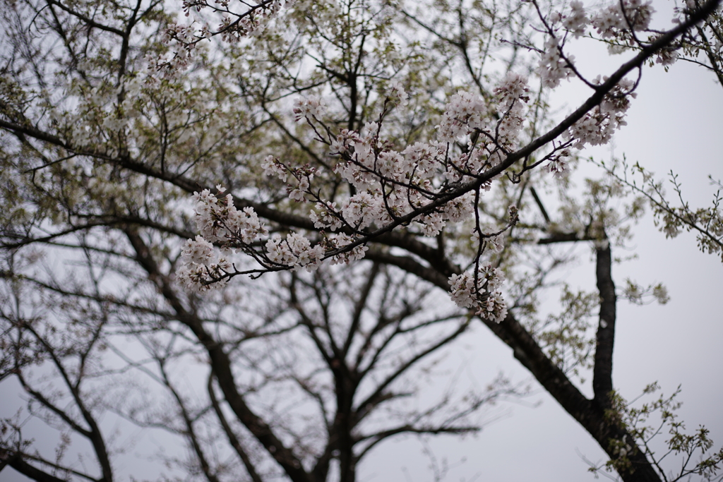 桜花