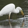 ダイサギ　捕食