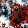 紅葉哲学の道にて２