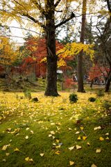 京都紅葉イチョウとモミジ