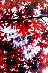 紅葉哲学の道にて
