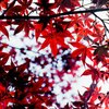 紅葉哲学の道にて