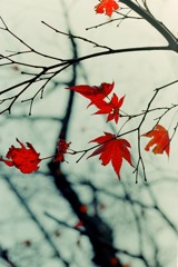 最後の紅葉