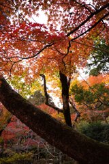 紅葉京都にて