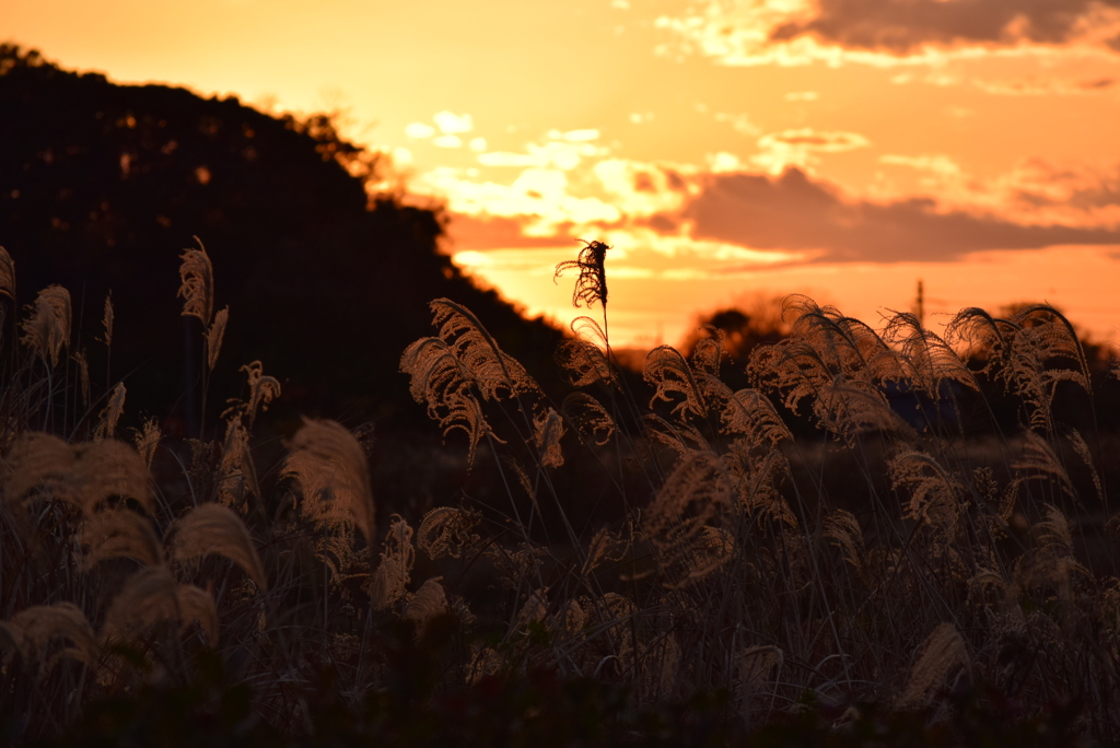小山に沈む夕日とススキ